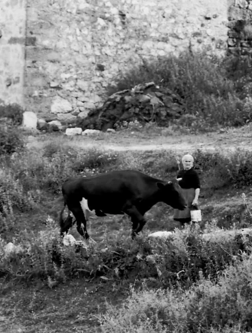 Mujer junto a una vaca pastando en los prados de Tresviso, escena de la ganadería familiar.